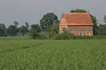 Plakat altes Bauernhaus im Getreidefeld