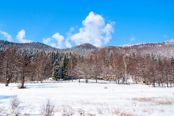 winter landscape in the forest