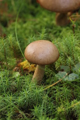 Birch bolete (Leccinum scabrum) in Sweden