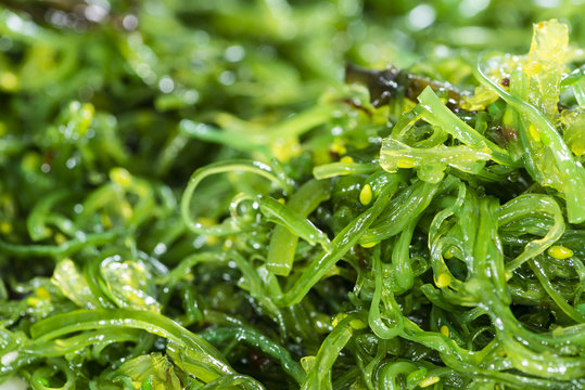 Kelp Salad background image