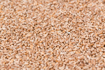 Wheat Grains Background