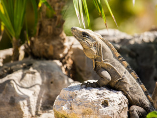 Mexican Iguana