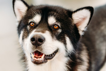 Alaskan Malamute Dog Close Up Portrait