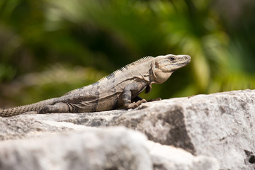 Mexican Iguana