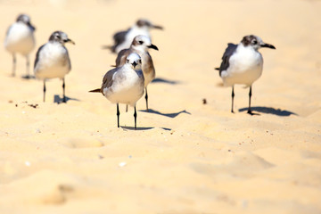 Group of seagulls