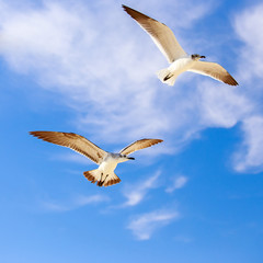 Flying seagulls