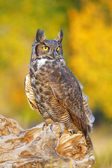 Great horned owl sitting on a stump