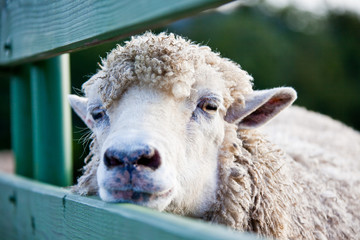 대관령 양떼목장