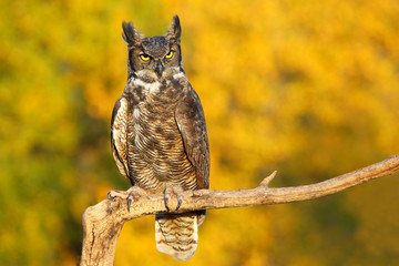 Obraz premium Great horned owl sitting on a stick