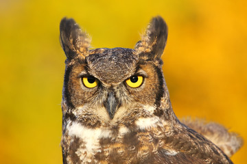 Portrait of Great horned owl
