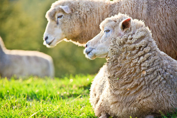 대관령 양떼목장