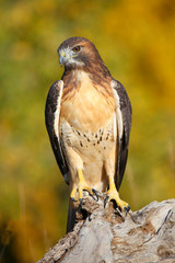 Red-tailed hawk sitting on a stump