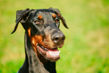 Close Up Black Doberman Dog On Green Grass Background