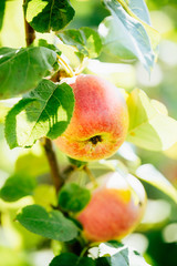 Fresh Red Apples On Apple Tree Branch