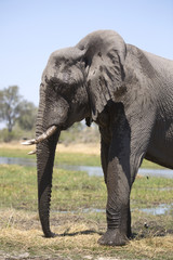 Naklejka premium African elephant taking a bath in a a river