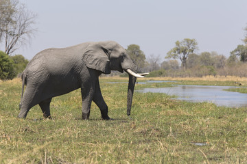 African elephant taking a bath in a a river