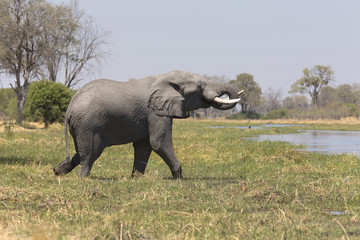 African elephant taking a bath in a a river