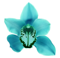 Blauwe tropische orchideebloem die op wit wordt geïsoleerd