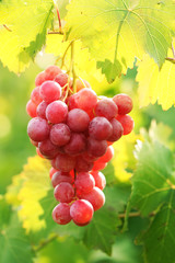 Bunches of ripe grape on plantation closeup