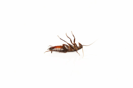 Dead cockroach isolated on a white