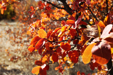 Beautiful autumn leaves