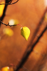 Obraz premium Beautiful autumn leaf