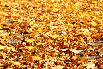 Beautiful autumn leaves