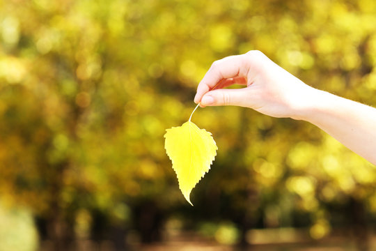 Beautiful autumn leaf in hand on nature background