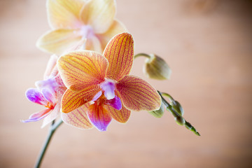 Orchid.