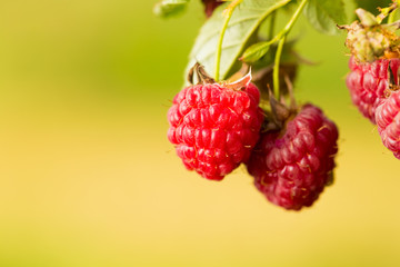 Raspberry. Raspberries. Growing Organic Berries