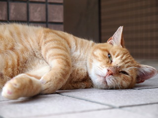 床に寝転がる茶トラ猫