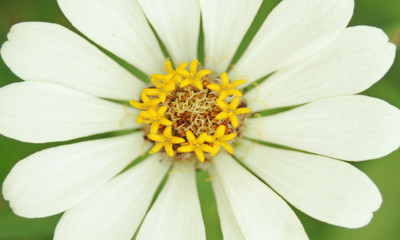 White Kenikir Flower