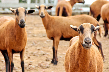 Barbado Blackbelly Sheep focusing the attention