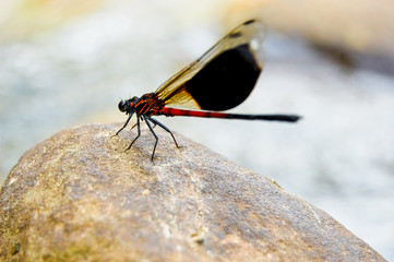 Dragonfly On Stones