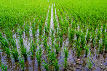 Sunny & Clear Paddy rice field