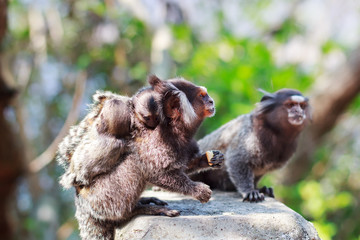 White-eared monkey family: male and female eating with baby
