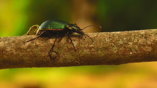 Beetle attacked by inch worm