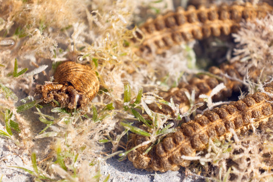 Cordon mauresque, Synapta maculata, holothurie
