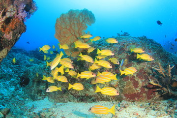 School yellow fish: Snappers