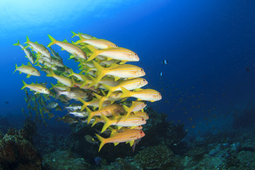 Fototapeta na wymiar School yellow fish: Goatfish