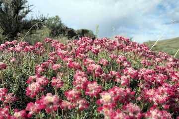 Thyme Buckwheat Flowers