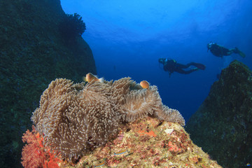 Fototapeta na wymiar Anemone and scuba divers