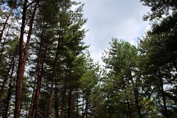 서벽리 금강 소나무숲