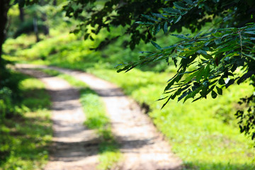 서벽리 금강 소나무숲