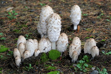 Shaggy Mane Mushrooms - Coprinus Comatus