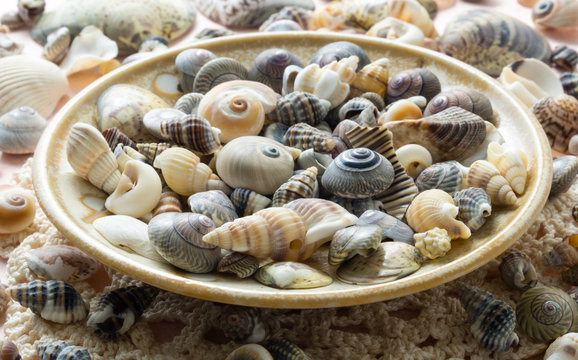 Decorative seashell dish