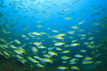 Fototapeta na wymiar Fish school sardines