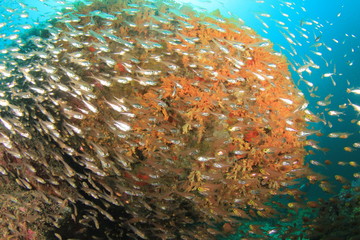 Fish School: Glassfish (Golden Sweepers)