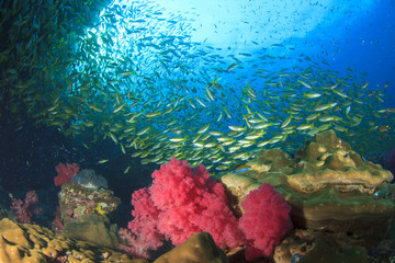 Coral reef underwater with school of fish