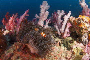 Anemone and clownfish in coral reef